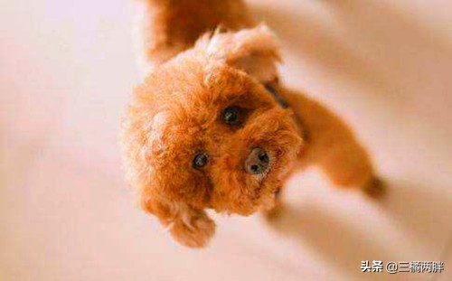 泰迪狗怎样饲养才不容易生病,养宠经验泰迪狗有泪痕怎么处理