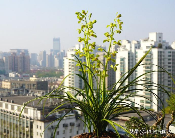 兰花缓苗期已完成怎么办,兰花为什么一拿到室外叶子就蔫