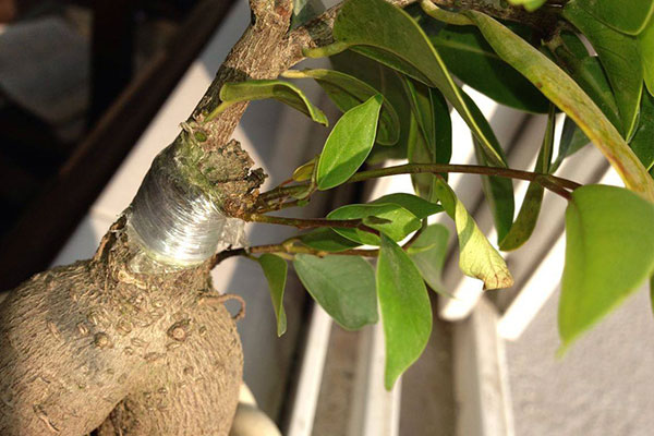 榕树换盆后叶子发黄掉叶怎么办,三层榕树叶子发黄脱落是什么原因