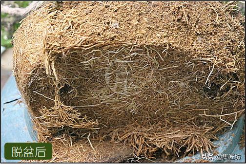 雀舌黄杨冬季掉叶,雀舌黄杨老叶枯萎掉落