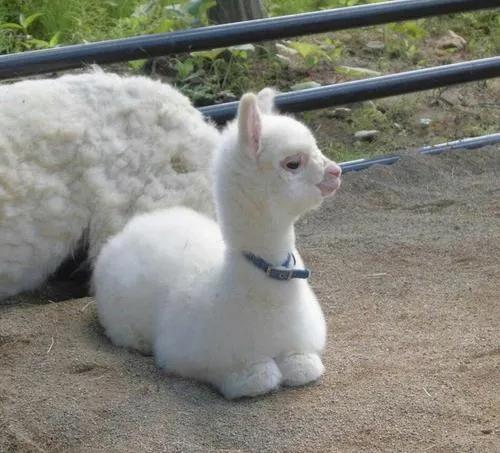 阿根廷绝美照片,阿根廷风情图