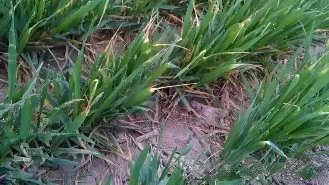 区分病害和肥害可以通过哪些指标,怎么识别作物肥害