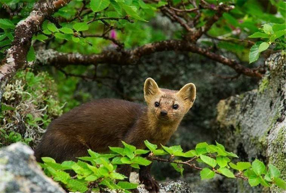 萌化延边发现珍稀紫貂,野生紫貂宝宝