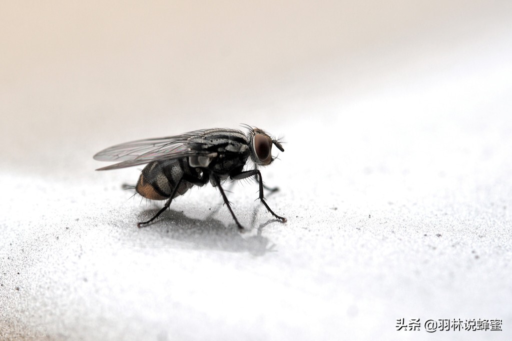 有效驱赶苍蝇的实用方法全解析,怎么驱赶苍蝇最有效的方法快速