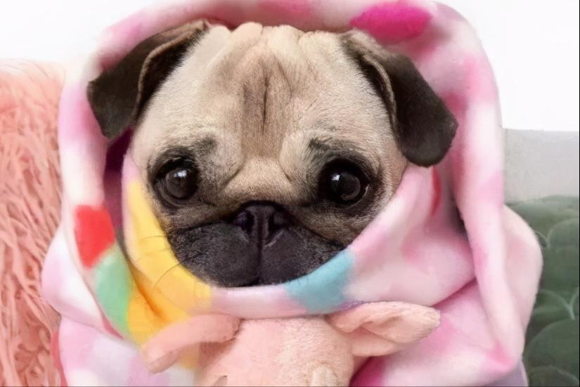 狗狗又吐又抖是什么原因,狗狗老是摇头抖耳朵是什么原因