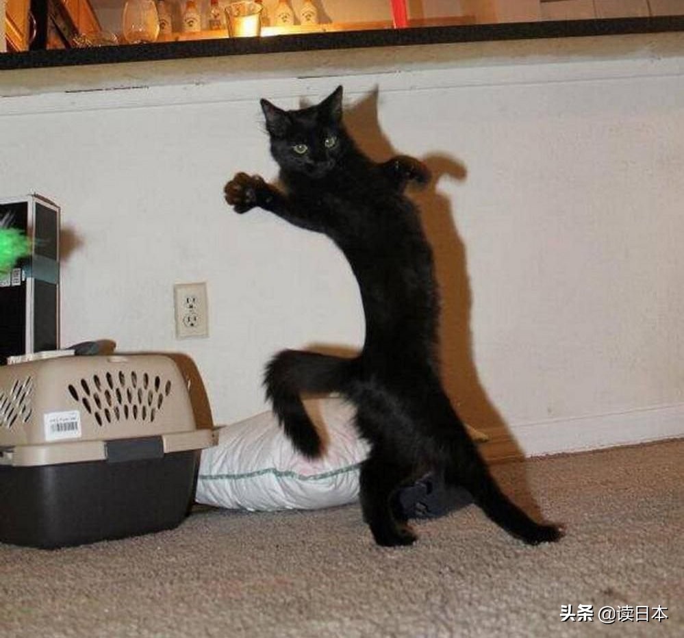 沙雕手办日本小哥,日本沙雕手办小哥