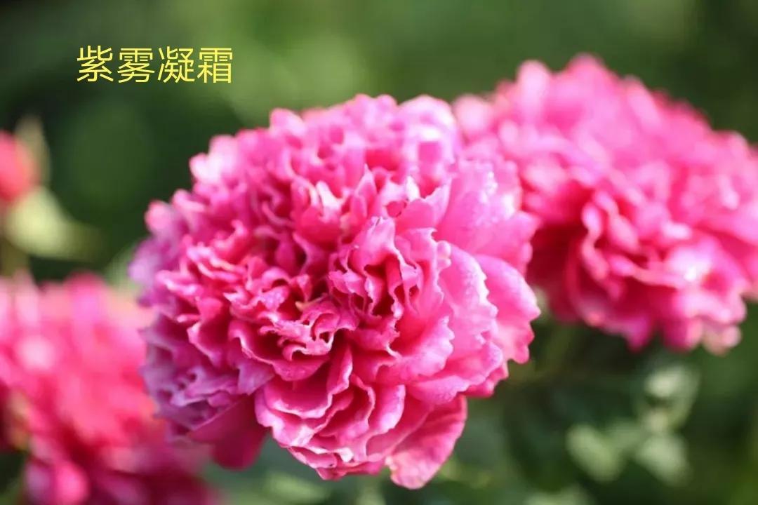 适合做切花的月季品种,十大公认最好切花月季