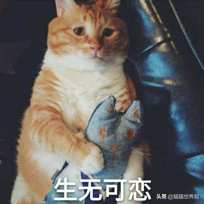 猫的胡须断了正不正常,猫眼睛上的胡须可以剪吗