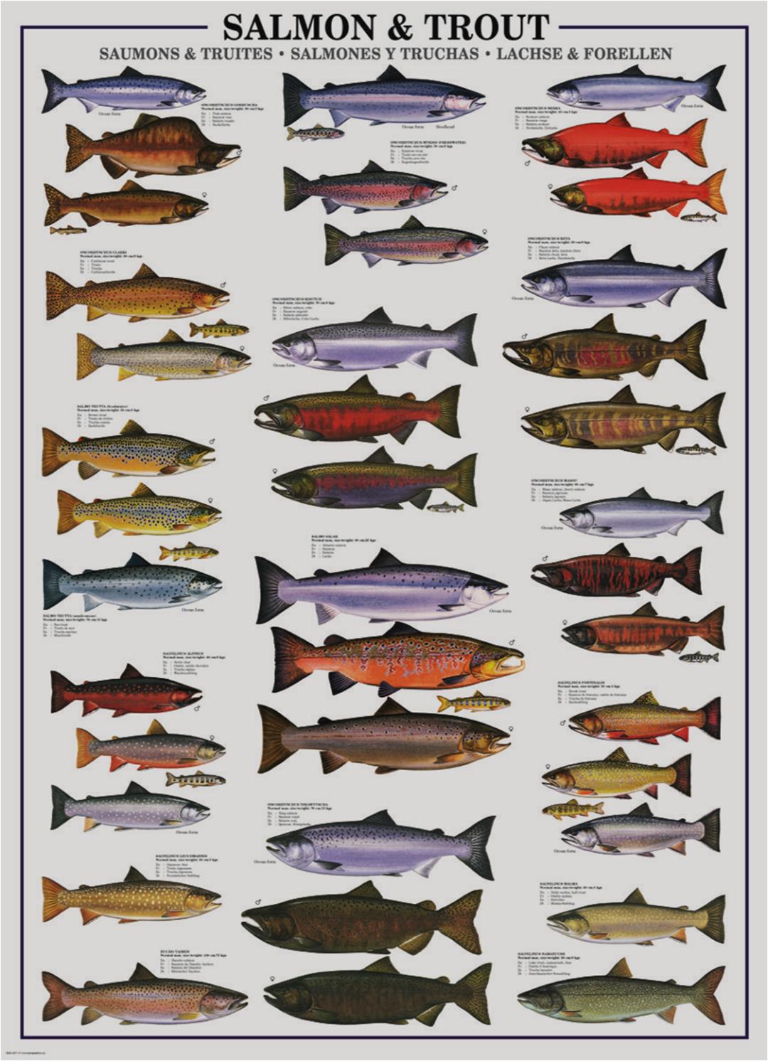 2019年中国三文鱼进口量达到10万吨！