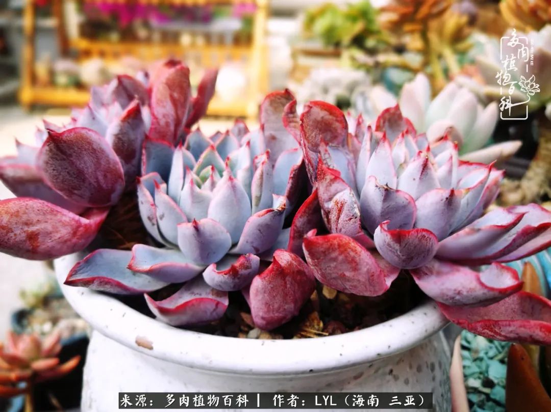 养多肉一年花了3万,养多肉一千多盆