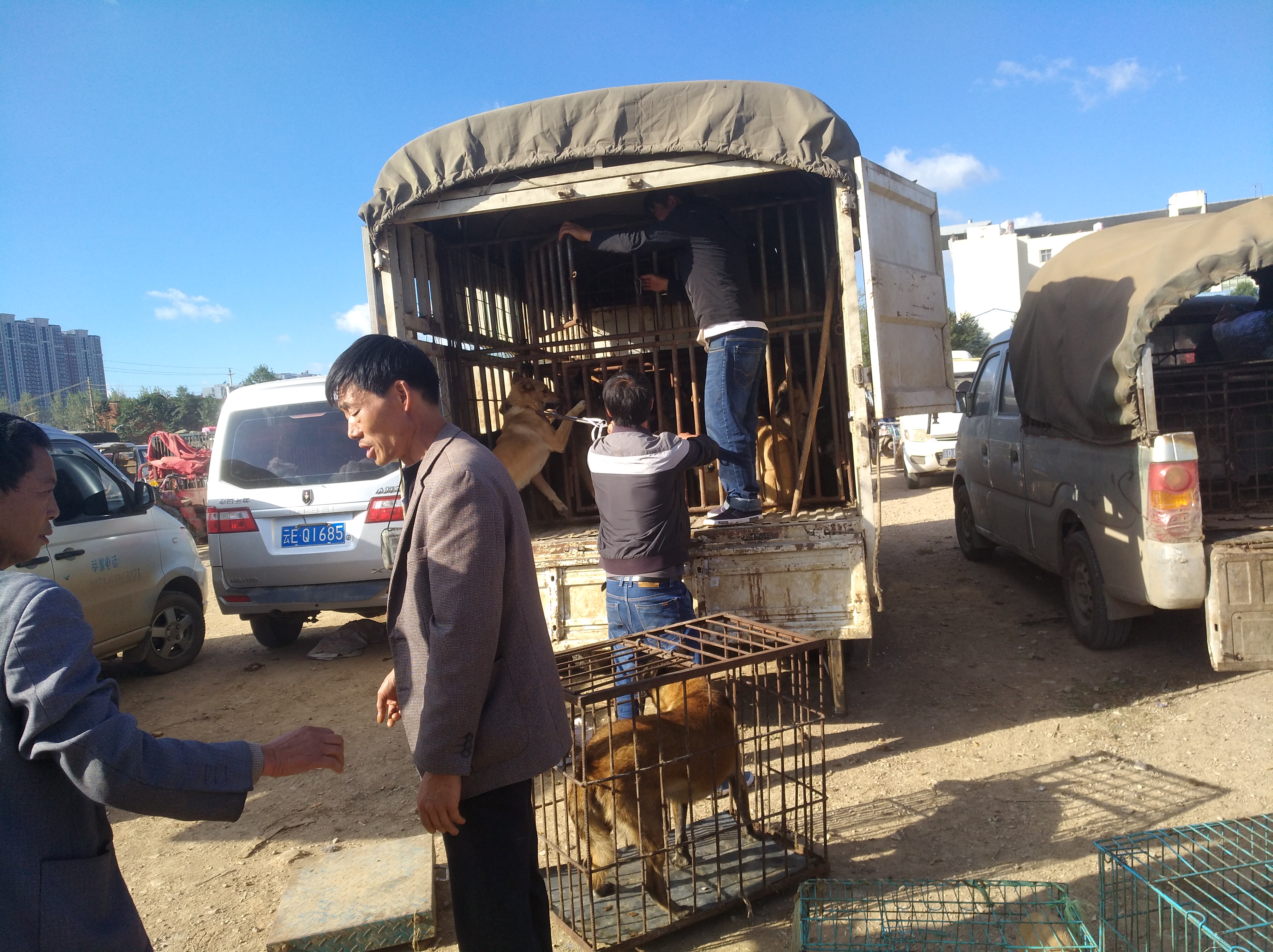 狗市挑便宜又好养的狗狗,哪些的狗便宜又好养