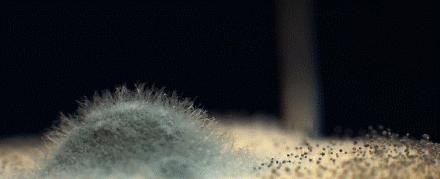 德国不锈钢菜板抗菌防霉,除菌防霉菜板