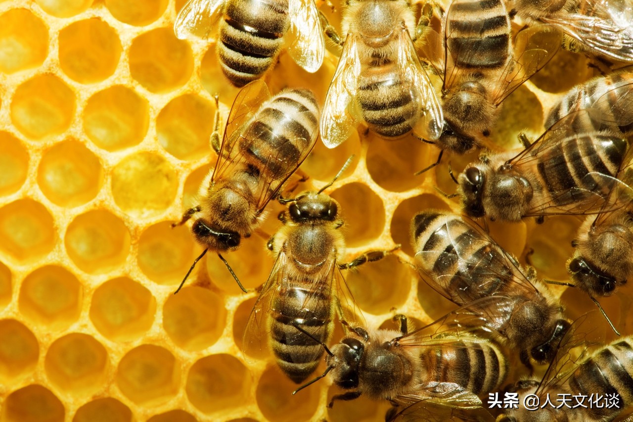 宣威传说·两窝蜜蜂背后的传奇