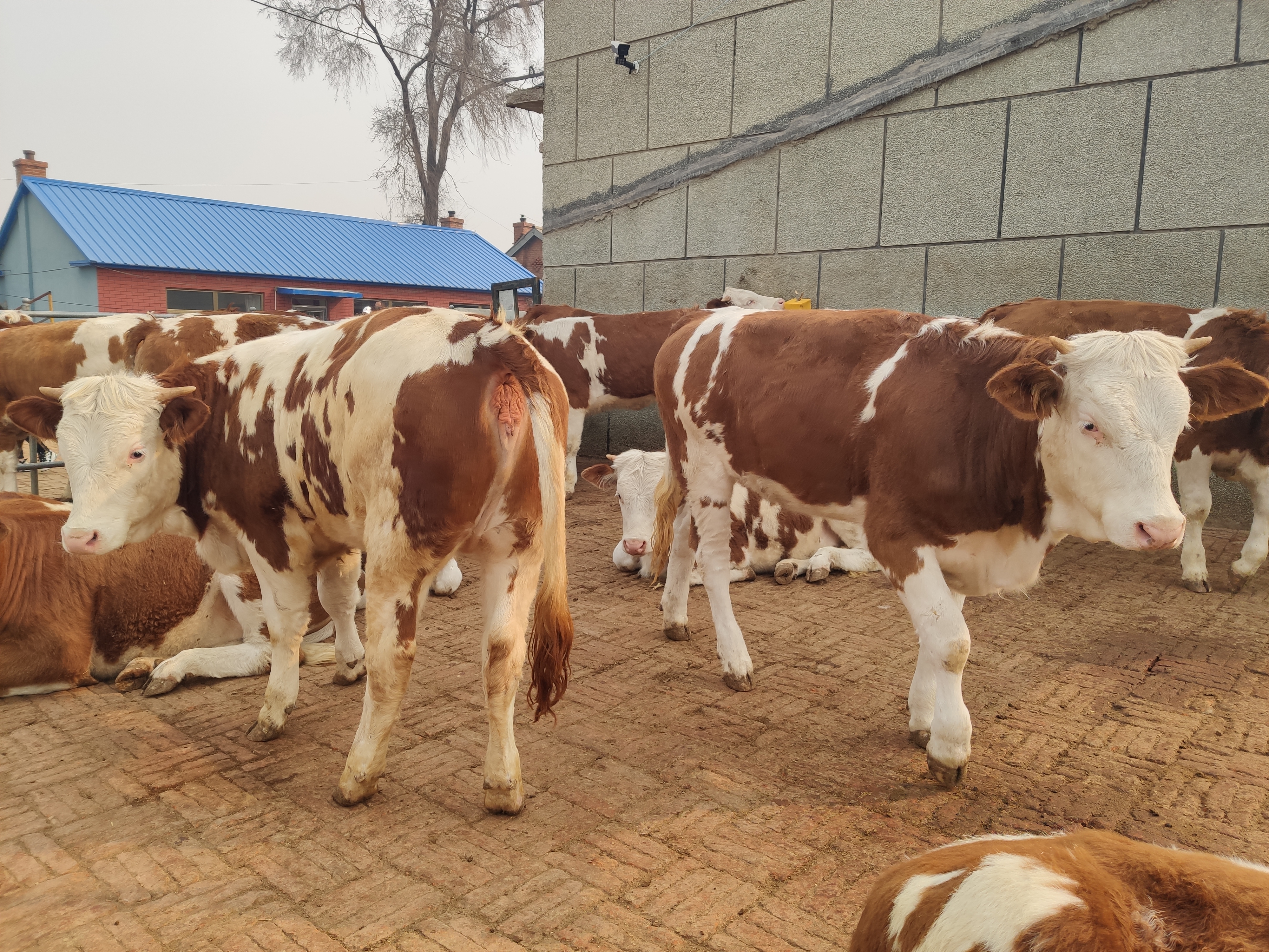 养牛怎么治疗才能彻底治好牛,养牛需要注意牛的什么病症