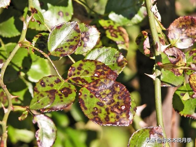 月季治病虫特效药,治疗月季病虫害最好的药有哪些