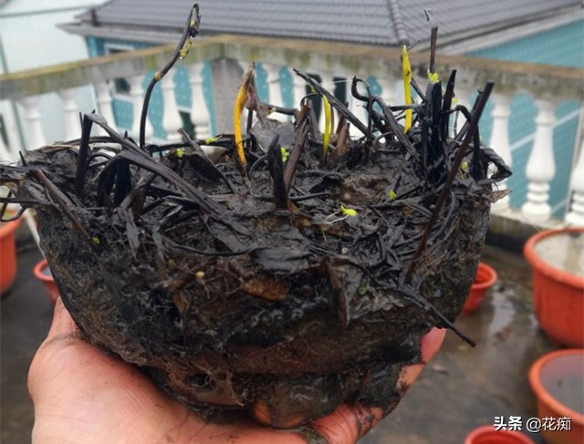 碗莲一大盆种几棵最合适,小盆怎么种碗莲