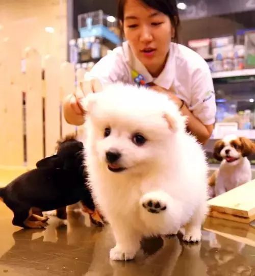 如何给猫咪整容,有没有给猫整容的