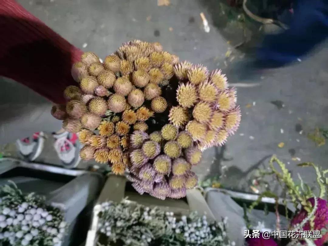 春天花市有哪些花材,便宜又大把的花材有哪些