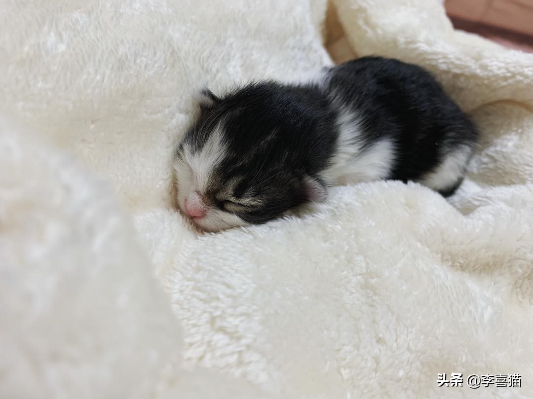 怎么判断猫妈妈还会不会养小猫,猫妈妈抛弃小猫的原因