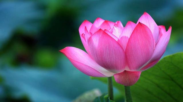 云南文山自治州普者黑风景区,文山普者黑有哪些景点值得去