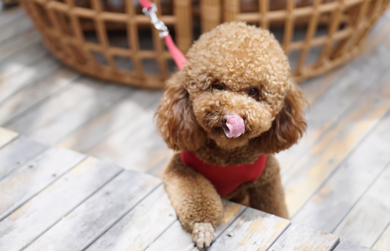 柴犬肠胃不好吃什么狗粮,狗肠胃不好吃什么牌子的狗粮好