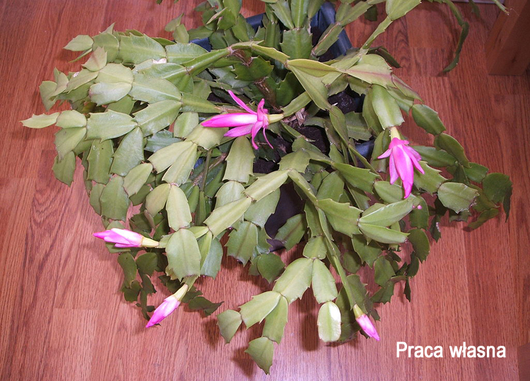 陆龟最喜欢的蔬菜,陆龟爱吃什么