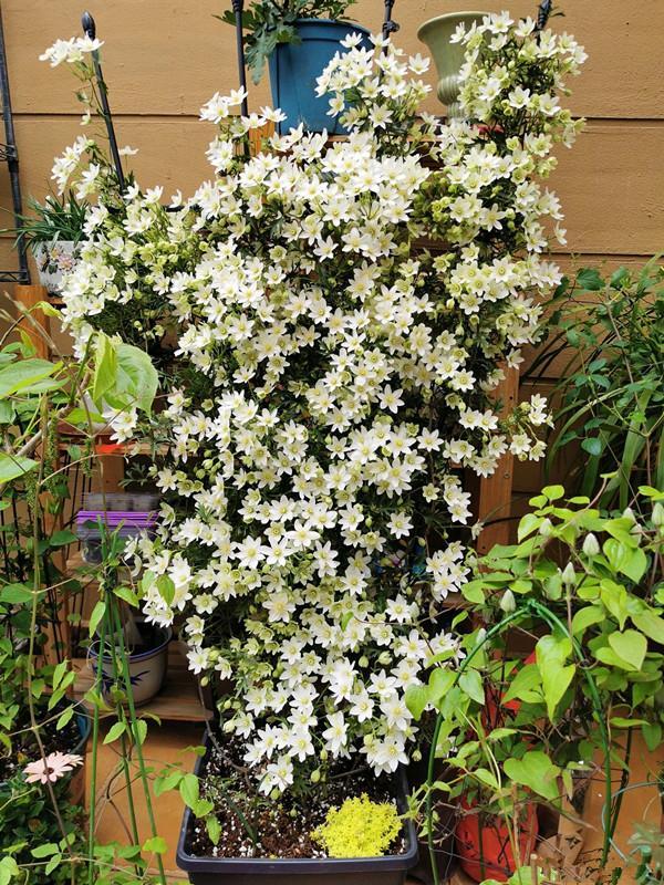 李子柒的院子都种的啥,李子柒推荐的三种花