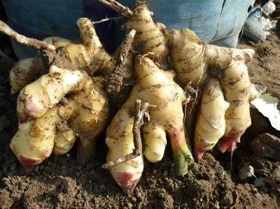 生姜施肥用硫酸钾还是硝酸钾好,七至八月份生姜怎样施肥管理