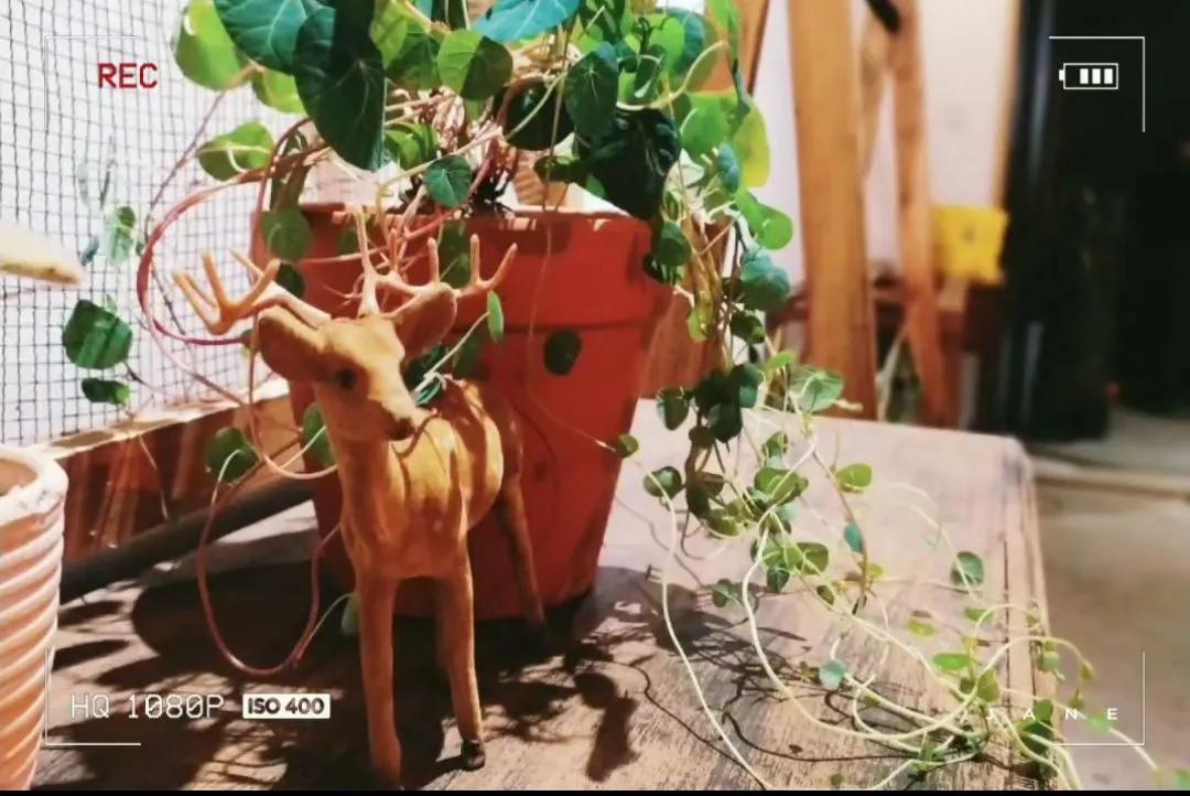 芜湖探店：小意达的花园——让鲜花芬芳你生活的每一个角落