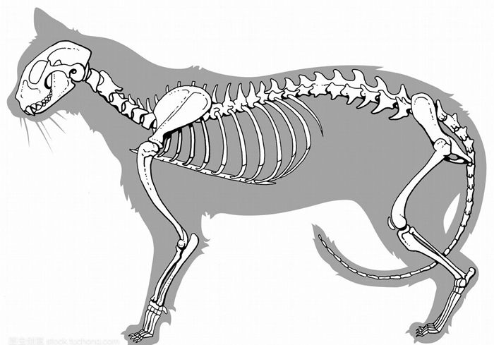 猫和尾巴是两种不同的生物？猫尾长期不动并不正常，小心爱猫瘫痪
