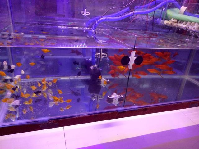 选观赏鱼技巧,选观赏鱼怎么避坑