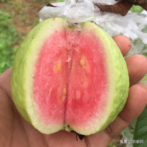 芭乐叶子是凉性的还是热性的,芭乐果是热性水果还是凉性水果