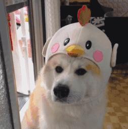 即将开放！福州又添一大批新晋游玩地，安排