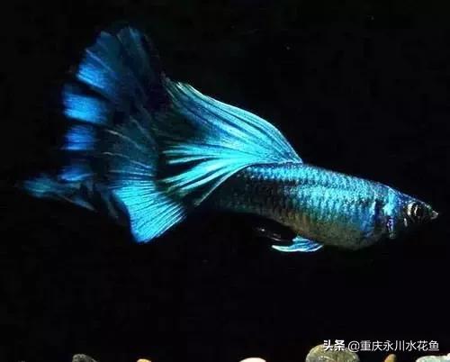 热带观赏鱼孔雀,热带观赏鱼巴西迷你孔雀鱼