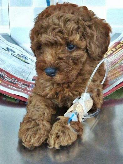 泰迪吐黄水怎么回事,泰迪吐黄水怎么治