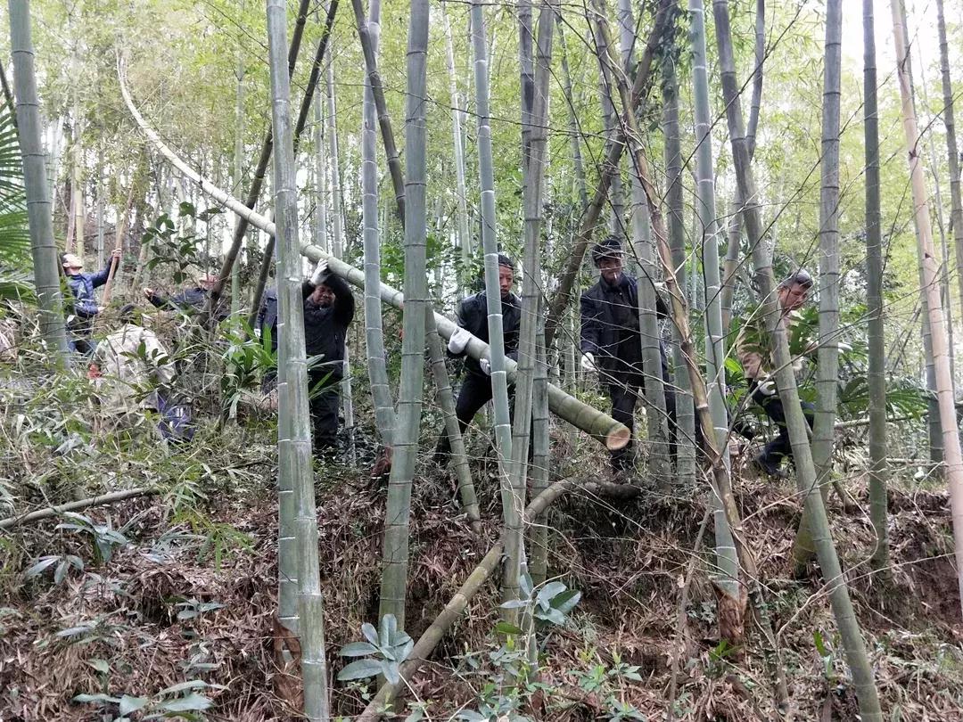 龙灯什么时候开始玩的,今年的龙灯为什么这么多