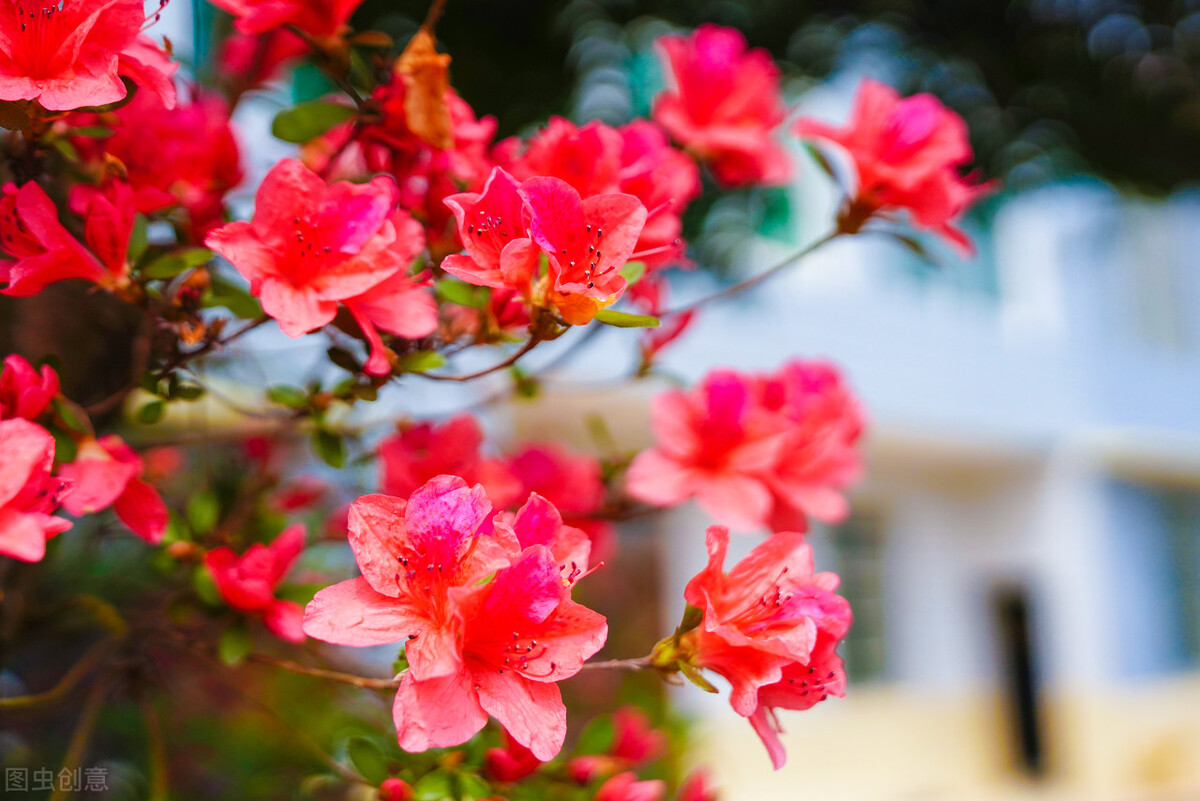 什么花适合送生日花,你的生日代表的花朵及寓意图片
