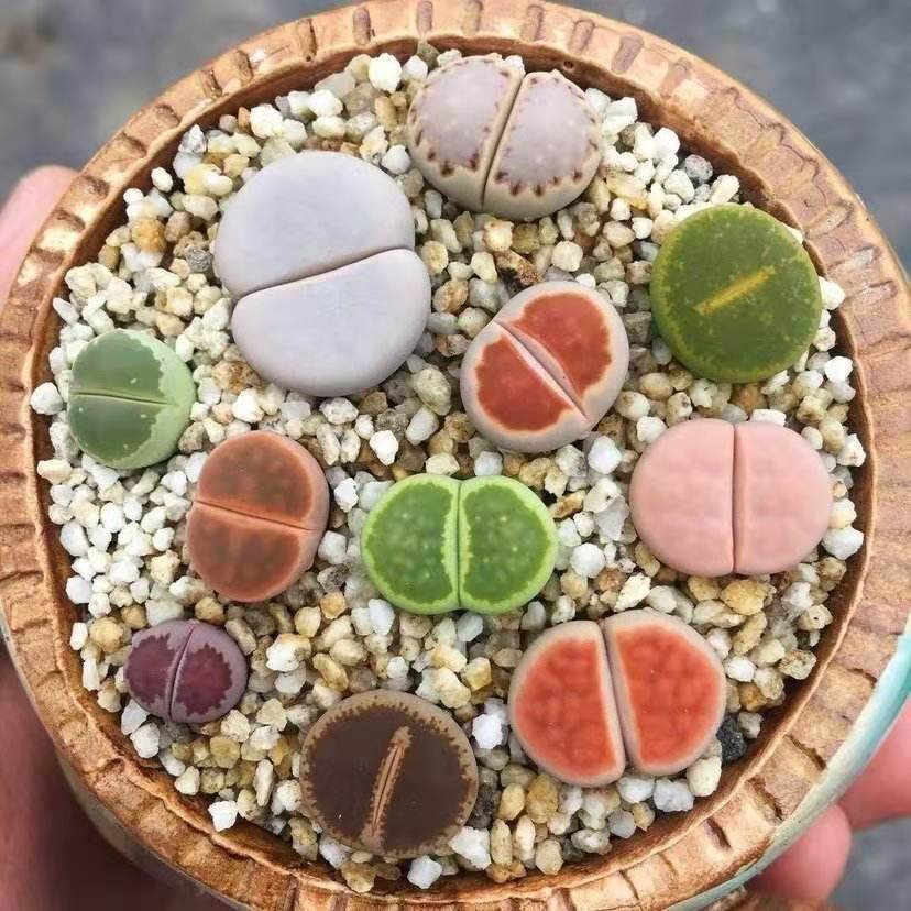 记录我养生石花踩过的坑，总结这八点让你的生石花长得饱满又艳丽