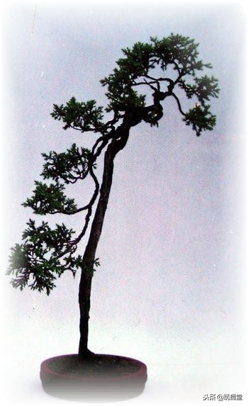 丛林式盆景欣赏,盆景欣赏及制作