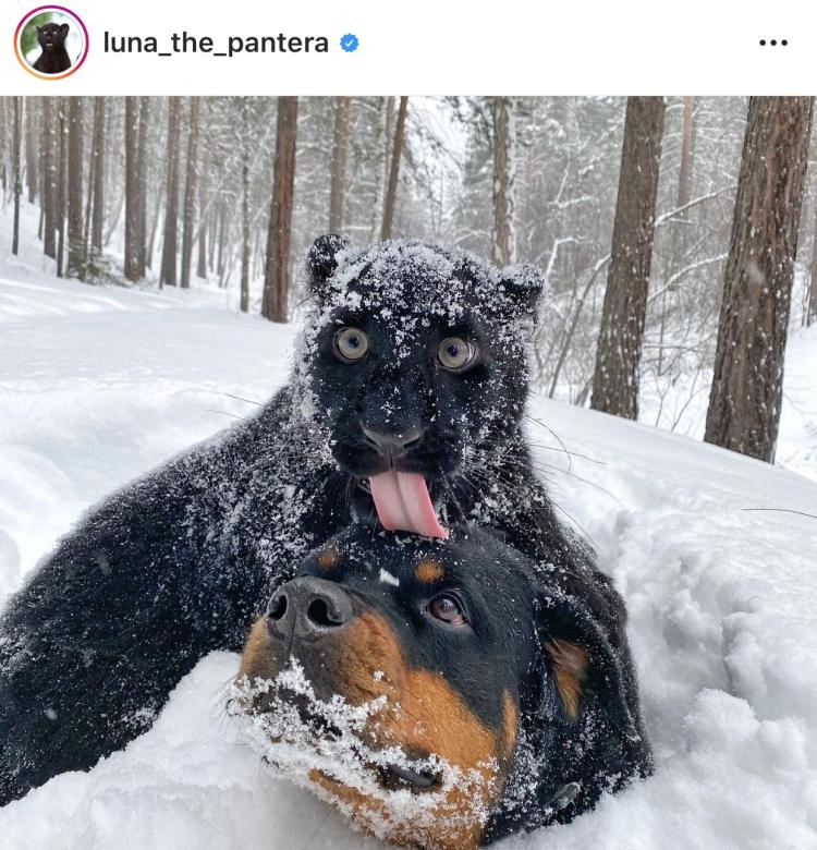 我的萌宠是只猫小说,我的萌宠是中华田园犬