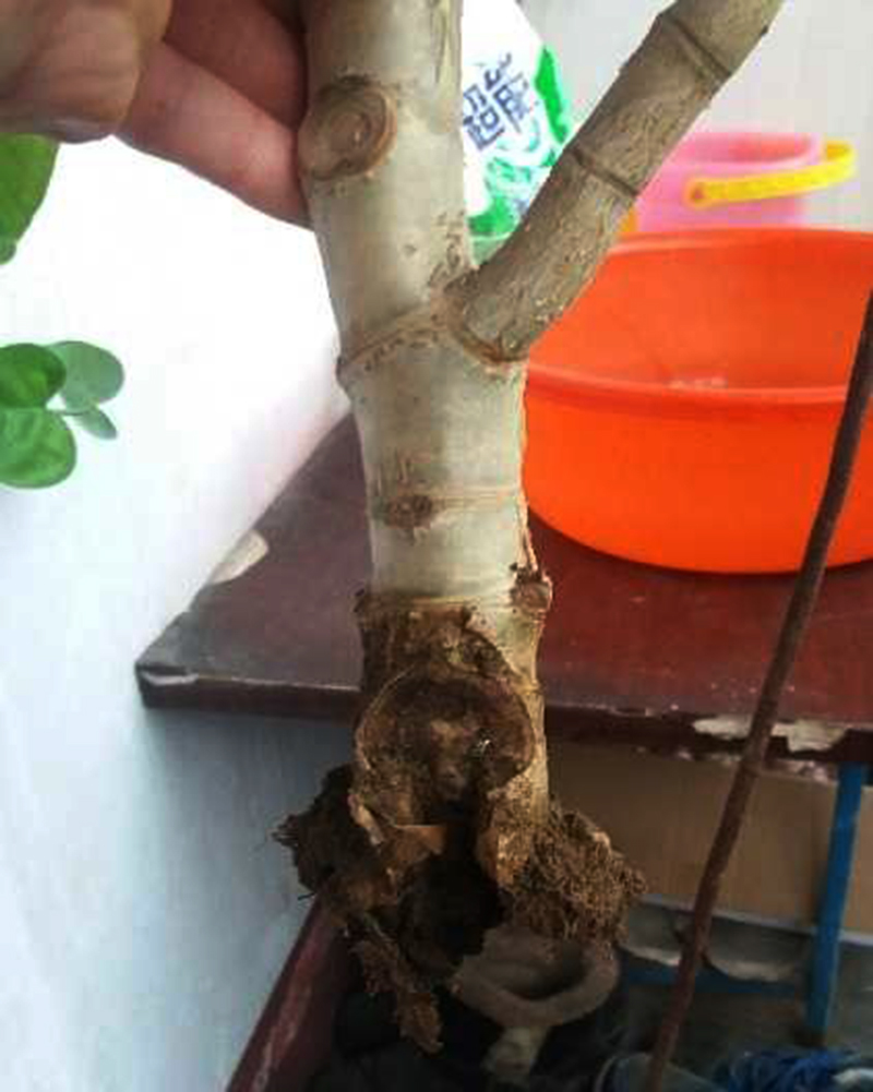 浇水过多死的植物,最容易浇死的6种花