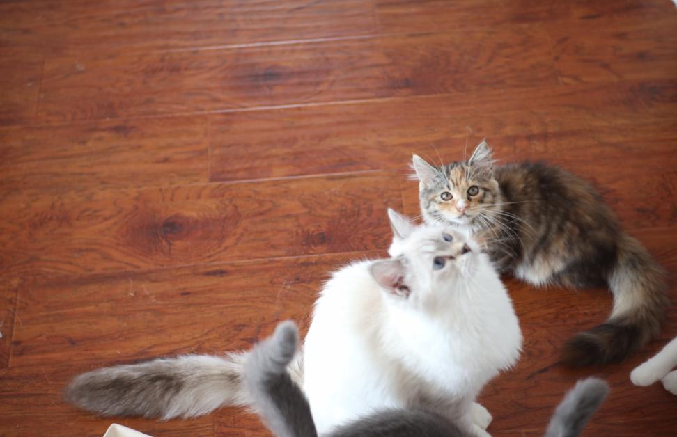 养猫知识在线解答,养猫知道的小知识