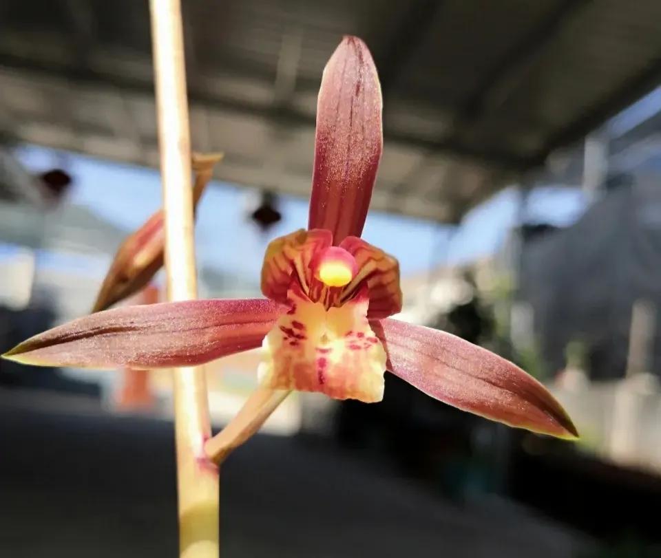 好看又好养的兰花有哪几种,推荐几款香味最好而且好养的兰花