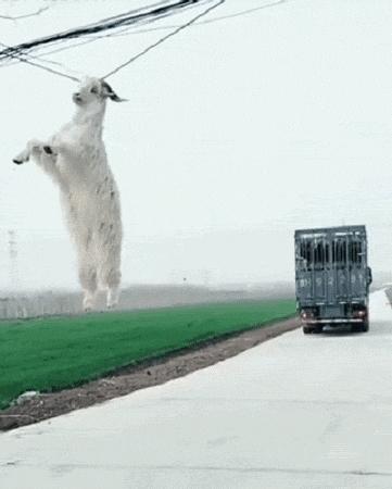 “哎……我怎么有点晕啊?”哈哈哈哈哈让人笑岔气的45个搞笑动图