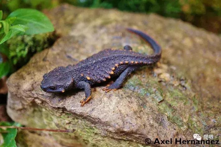 二级濒危保护物种蝾螈,濒危蝾螈