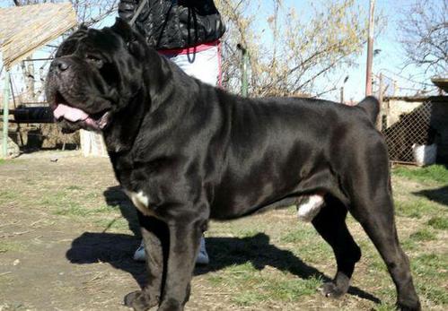 卡斯罗的护卫能力,卡斯罗的这五个优点