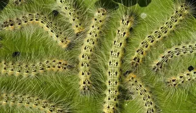 氯氰甲维盐能杀哪些虫效果好,甲维盐氯氰菊酯能打什么虫