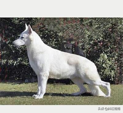 白色德牧和萨摩耶杂交犬,萨摩耶犬德牧