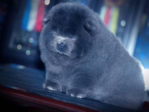 松狮犬都有什么颜色的图片,松狮犬都有什么颜色的狗