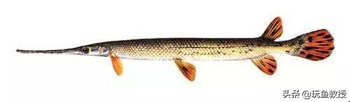 这些东西跑到外面去居然会引起生态危机!